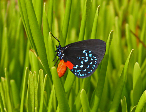 Atala