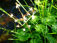 Micranthes nelsoniana