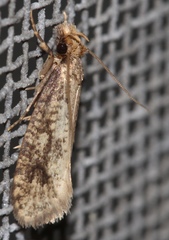 Acrolophinae