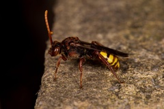 Nomada flava