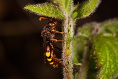 Nomada flava