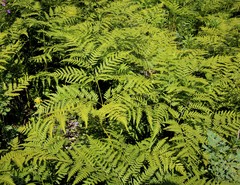 Pteridium latiusculum japonicum