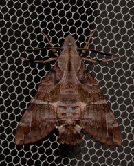 Macroglossum errans