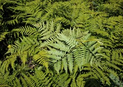 Pteridium latiusculum japonicum