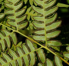 Pteridium latiusculum japonicum
