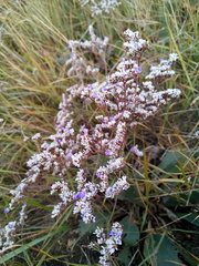 Limonium gmelinii