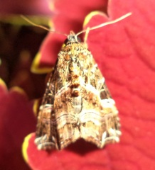 Callopistria flavitincta