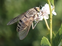 Pangoniinae
