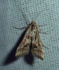 Diasemia accalis