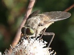 Pangoniinae