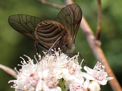 Pangoniinae