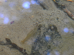 Atyaephyra desmarestii