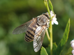 Pangoniinae