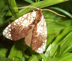 Dudgeonea leucosticta