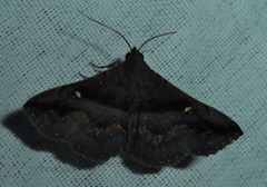 Hadennia jutalis