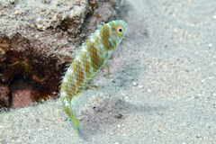 Xyrichtys splendens