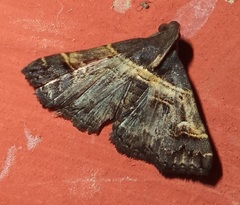 Bertula abjudicalis