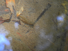 Atyaephyra desmarestii