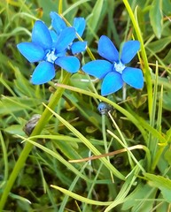 Gentiana bavarica