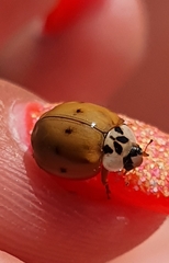 Harmonia axyridis
