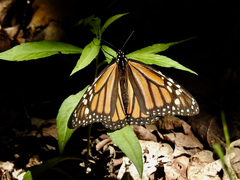 Danaus plexippus