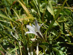 Gentiana newberryi