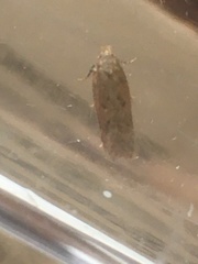 Endrosis sarcitrella