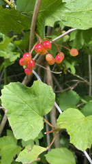 Viburnum opulus