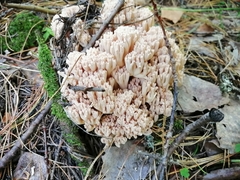Ramaria pallida