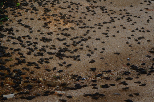 Mexican Burrowing Toad