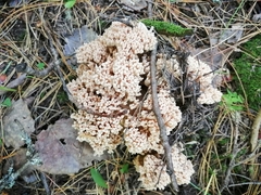 Ramaria pallida