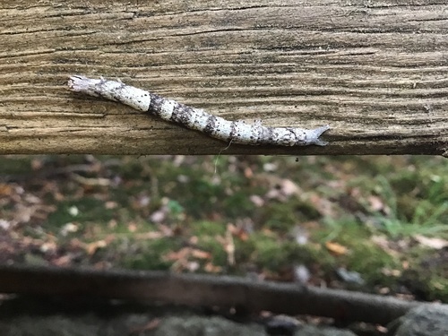 Maple Looper Moth photo 5