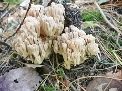 Ramaria pallida