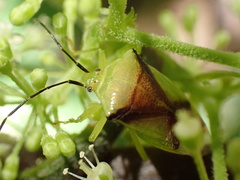Elasmostethus atricornis