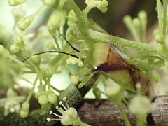 Elasmostethus atricornis