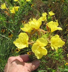 Oenothera rhombipetala