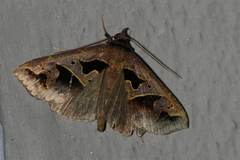 Tephriopis divulsa
