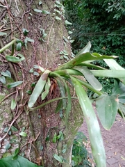 Aechmea nudicaulis