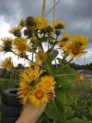 Inula helenium