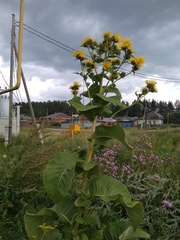 Inula helenium