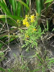 Senecio squalidus