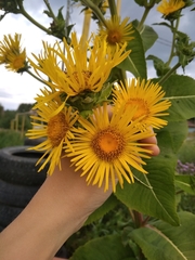 Inula helenium