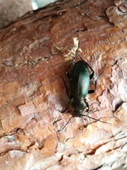 Carabus scheidleri