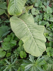 Inula helenium