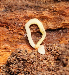 Fletchamia mediolineata