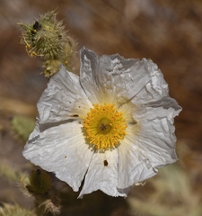Argemone corymbosa