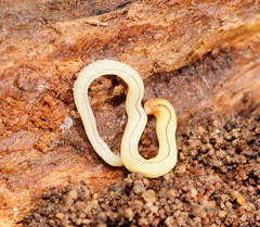 Fletchamia mediolineata