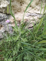 Cirsium arvense vestitum