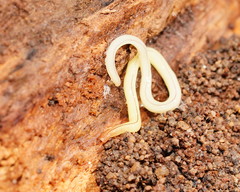 Fletchamia mediolineata