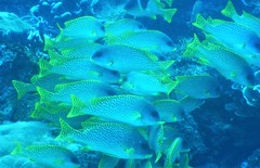 Plectorhinchus gaterinus